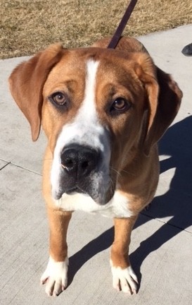 Animal Rescue St Bernard Beagle Mix Puppy Saint Bernard Incredible