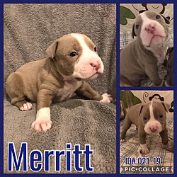 Photo of Merritt