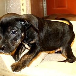 Thumbnail photo of Tonka~adopted! #2