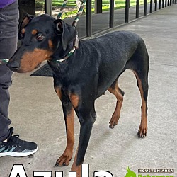 Photo of Azula