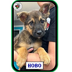 Thumbnail photo of Hobo - ADOPTED! #2