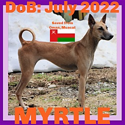 Thumbnail photo of MYRTLE - Oman #1