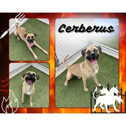 Photo of CERBERUS