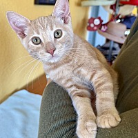 adopt a pet