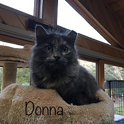 Thumbnail photo of Donna #1