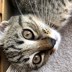 Photo of Kitten (Konio)