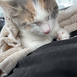Thumbnail photo of Kitten #2