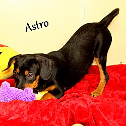 Thumbnail photo of Astro #2
