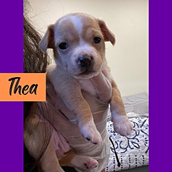 Thumbnail photo of Thea #4