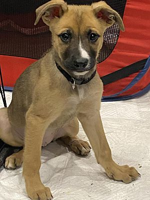 Winsted, CT - Shepherd (Unknown Type). Meet Patsy Kline a Pet for ...