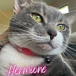 Thumbnail photo of HERMIONE #1
