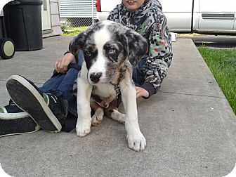 australian shepherd ridgeback mix