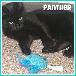 Thumbnail photo of Panther, Willow Grove PS (FCID# 03/12/2024-111) #1