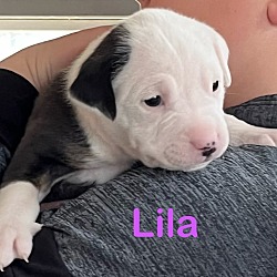 Thumbnail photo of Lila (Lulu's Litter) #1