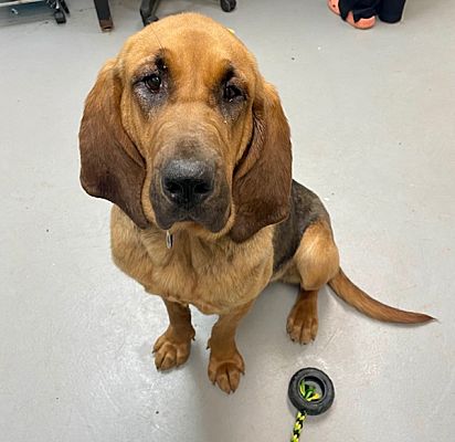 Troy, VA - Bloodhound. Meet Tink a Pet for Adoption - AdoptaPet.com