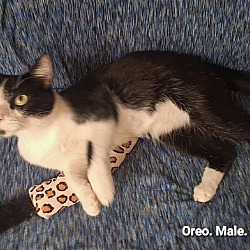 Thumbnail photo of Oreo #2