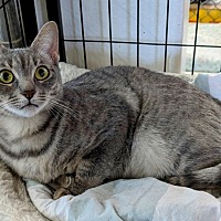 adopt-pet