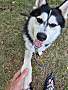 BOOGER - Siberian Husky / Pomeranian available for adoption