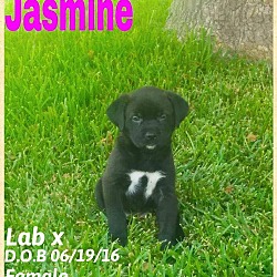 Thumbnail photo of Jasmine #3