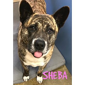 Petsmart sheba outlet