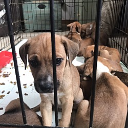 Photo of multiple Jack Russell/Mountain Cur puppies