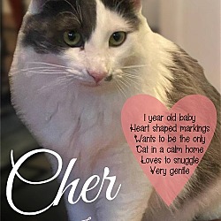 Thumbnail photo of Cher #1