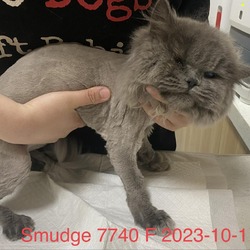 Photo of Smudge 7740