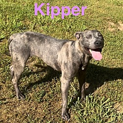 Photo of Kipper (Kansas st)