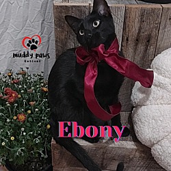 Thumbnail photo of Ebony #1