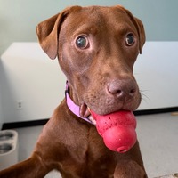 adopt a pet