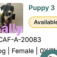 adopt a pet