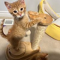 adopt-pet