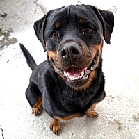 adopt a pet