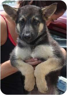 arkitekt frihed filter Largo, FL - German Shepherd Dog. Meet Justice - German/Aussie Mix a Pet for  Adoption - AdoptaPet.com