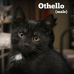 Thumbnail photo of Othello #3