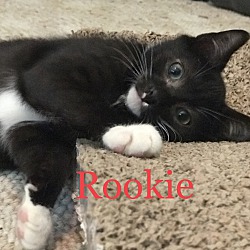 Photo of REMARKABLE ROOKIE