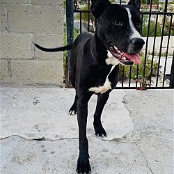 Photo of Hopper