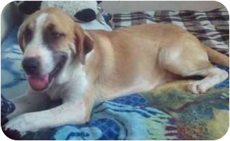 english bulldog great pyrenees mix