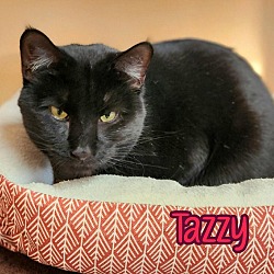 Thumbnail photo of Tazzy #3