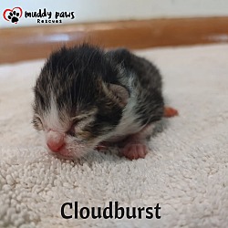 Thumbnail photo of Twister Tails Litter: Cloudburst #1