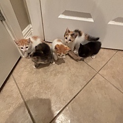 Photo of 5 kittens