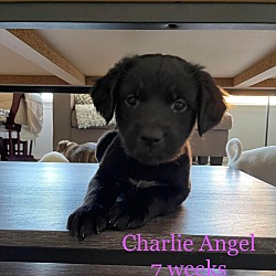 Photo of Maybugs:  Charlie's Angel