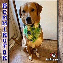 Thumbnail photo of Remmington (Rem/Courtesy Post) #3