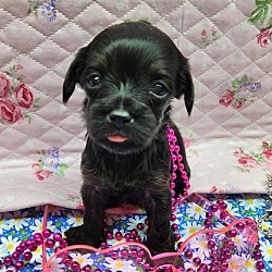 Thumbnail photo of PickStitch (Quilting Bee Litter) #2