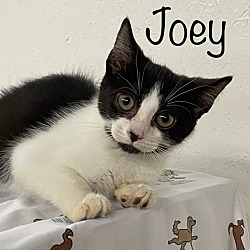 Thumbnail photo of Joey #1