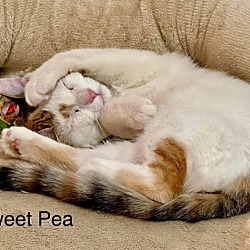 Thumbnail photo of Sweetpea #4