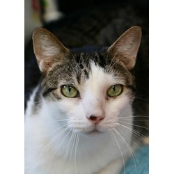 Thumbnail photo of Oliver - Available in Foster #2