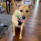 Adopt A Pet :: Maggie - South Haven, MI