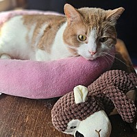 adopt a pet