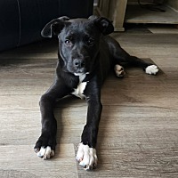 adopt a pet